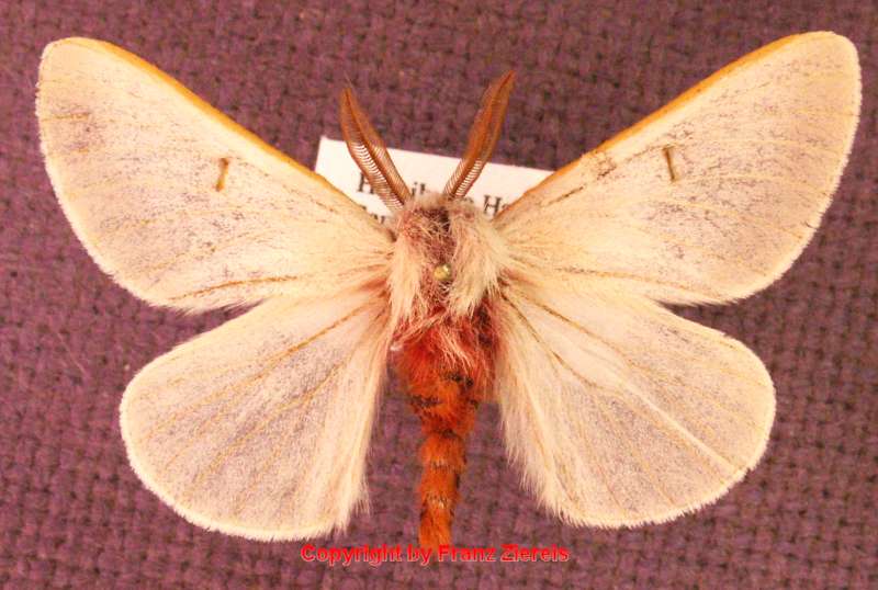 SATURNIIDAE World Homepage für den Saturniidenfreund